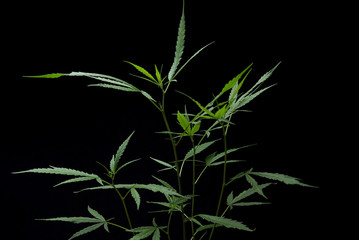 Cannabis leaf on the black isolate background