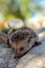image of wild young hedgehog 