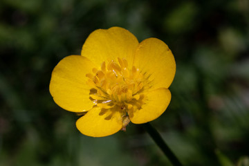 Creeping Buttercup bloom full of pollen.