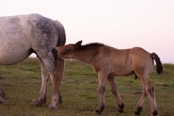 Obraz premium mother and baby horses in the mountains
