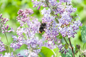 A bumblebee pollinates flowers in the garden at spring. A flowering lilac bush and green leaves. Close up, macro