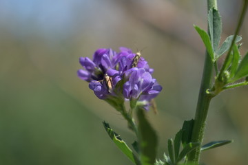 Medicago sativa, alfalfa, lucerne in bloom - close up. Alfalfa is the most cultivated forage legume in the world and has been used as an herbal medicine since ancient times.