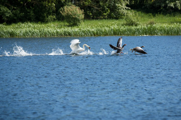 Male swan chasing off a pair of geese