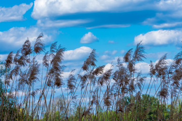 Ried vor blauem Himmel