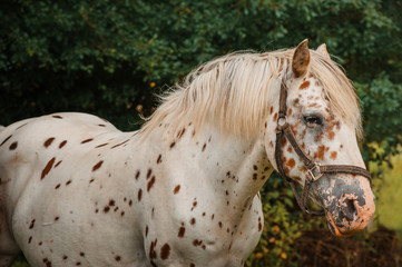 Appaloosa horse  - 353359545