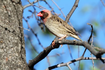 Red-billed Quelea with breeding colours