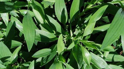  lily of the Incas (Alstroemeria) leaf closeup image green leaf