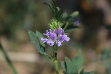 Medicago sativa, alfalfa, lucerne in bloom - close up. Alfalfa is the most cultivated forage legume in the world and has been used as an herbal medicine since ancient times.