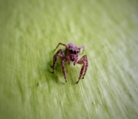 spider on leaf