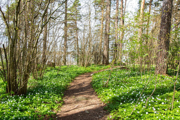 View of the walking path in spring, Ramsholmen island, Tammisaari, Finland