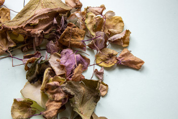 Dry flower leaves on a light background. Herbarium.