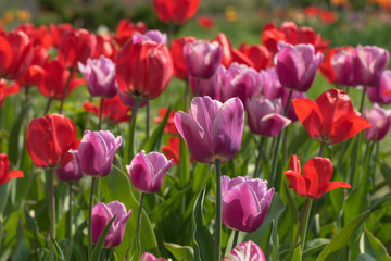 Red and pink tulips in the sun