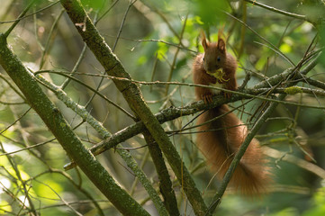 Ein Eichhörnchen auf einem Zweig 