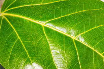 A picture of leafs
