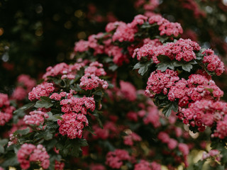 pink flowers in the garden