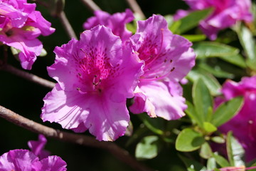 Closeup blossom of a pink rhododendron in full bloom in summer