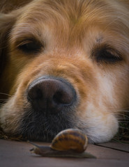 
An adorable golden retriever watches a small snail pass in front of its eyes. Vertical format.