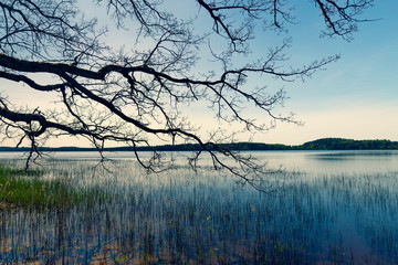 Obraz premium Walk by the lake among the trees on a sunny spring day. The branches of a large tree gracefully bend over the water with reeds. Latvia