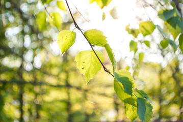 Birch tree leaves on a sunny day. Yellow and green bokeh. Close up