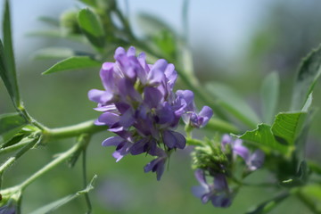 Medicago sativa, alfalfa, lucerne in bloom - close up. Alfalfa is the most cultivated forage legume in the world and has been used as an herbal medicine since ancient times.