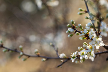 Prunus spinosa, called blackthorn or sloe, is a species of flowering plant in the rose family Rosaceae. Prunus spinosa, called blackthorn or sloe tree blooming in the springtime.
