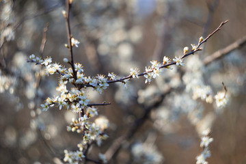 Prunus spinosa, called blackthorn or sloe, is a species of flowering plant in the rose family Rosaceae. Prunus spinosa, called blackthorn or sloe tree blooming in the springtime.
