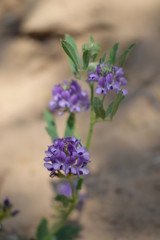 Obraz premium Medicago sativa, alfalfa, lucerne in bloom - close up. Alfalfa is the most cultivated forage legume in the world and has been used as an herbal medicine since ancient times.