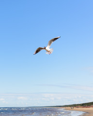 White seagull flying above the seacoast in bright blue sky, with its wings open. Black-headed gull (Chroicocephalus ridibundus) over Baltic sea. Seascape background.