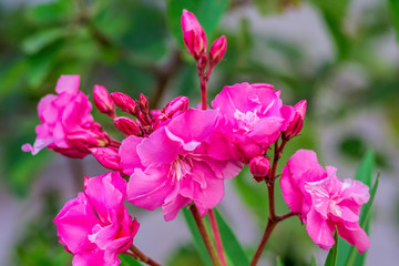 Oleander a species of Dogbane, Rose bay, it's botanical name is Nerium oleander. The garden with...