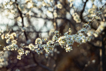 Prunus spinosa, called blackthorn or sloe, is a species of flowering plant in the rose family Rosaceae. Prunus spinosa, called blackthorn or sloe tree blooming in the springtime.
