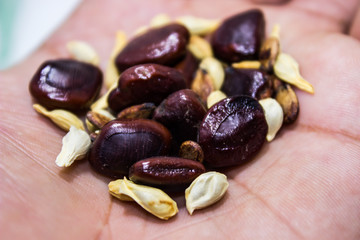 A picture of mixed seeds