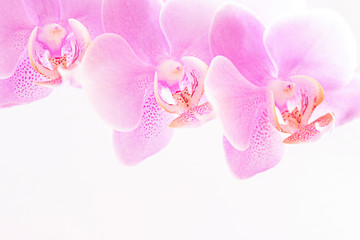 Fototapeta na wymiar Orchideenblüten in rosa pink vor weiß