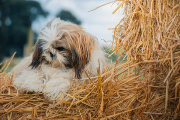 Shih tzu puppy on the hay block - 353363924