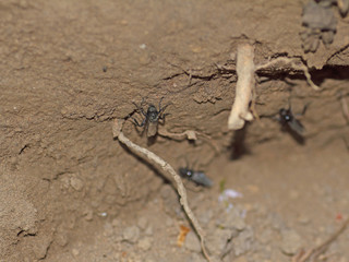 Schwebfliege