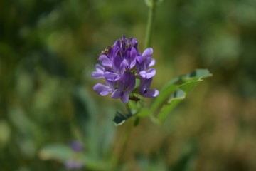 Obraz premium Medicago sativa, alfalfa, lucerne in bloom - close up. Alfalfa is the most cultivated forage legume in the world and has been used as an herbal medicine since ancient times.