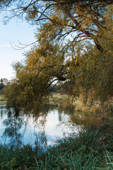 Tree plantation around the pond.