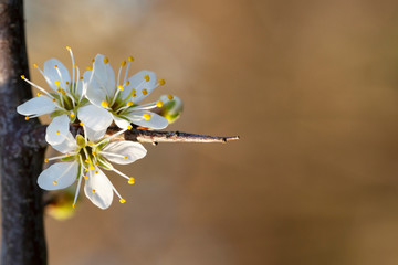 Prunus spinosa, called blackthorn or sloe, is a species of flowering plant in the rose family Rosaceae. Prunus spinosa, called blackthorn or sloe tree blooming in the springtime.

