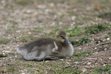 Gänseküken