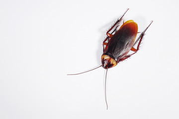 Top view a dead cockroach on white background