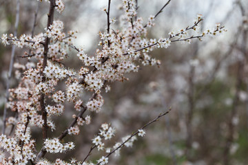 Prunus spinosa, called blackthorn or sloe, is a species of flowering plant in the rose family Rosaceae. Prunus spinosa, called blackthorn or sloe tree blooming in the springtime.
