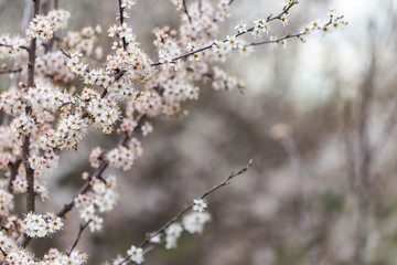 Prunus spinosa, called blackthorn or sloe, is a species of flowering plant in the rose family Rosaceae. Prunus spinosa, called blackthorn or sloe tree blooming in the springtime.
