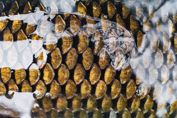 The scales of fish. Texture. Carp  © Liliya