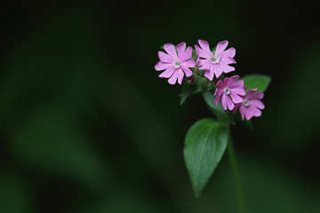 Fototapeta premium rote Lichtnelke