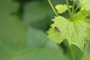 Schwebwespe
