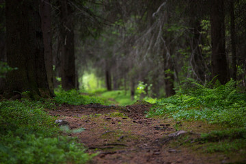 Obraz premium path in the woods