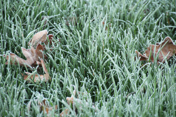 Frosted Grass and Leaves