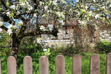 Wooden fence in front of old hut. Beautiful apple trees in the garden