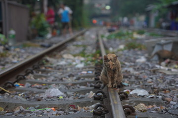 A cat waiting for Bangkok's train