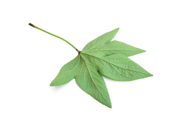 Roselle leaves isolated on a white background.