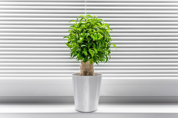Ficus ginseng plant